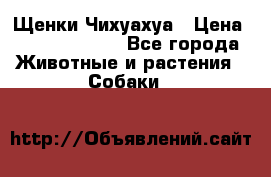 Щенки Чихуахуа › Цена ­ 12000-15000 - Все города Животные и растения » Собаки   